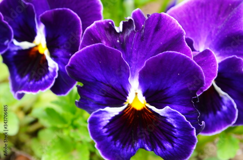 Fototapeta Naklejka Na Ścianę i Meble -  The garden pansy is a type of large-flowered hybrid plant cultivated as a garden flower