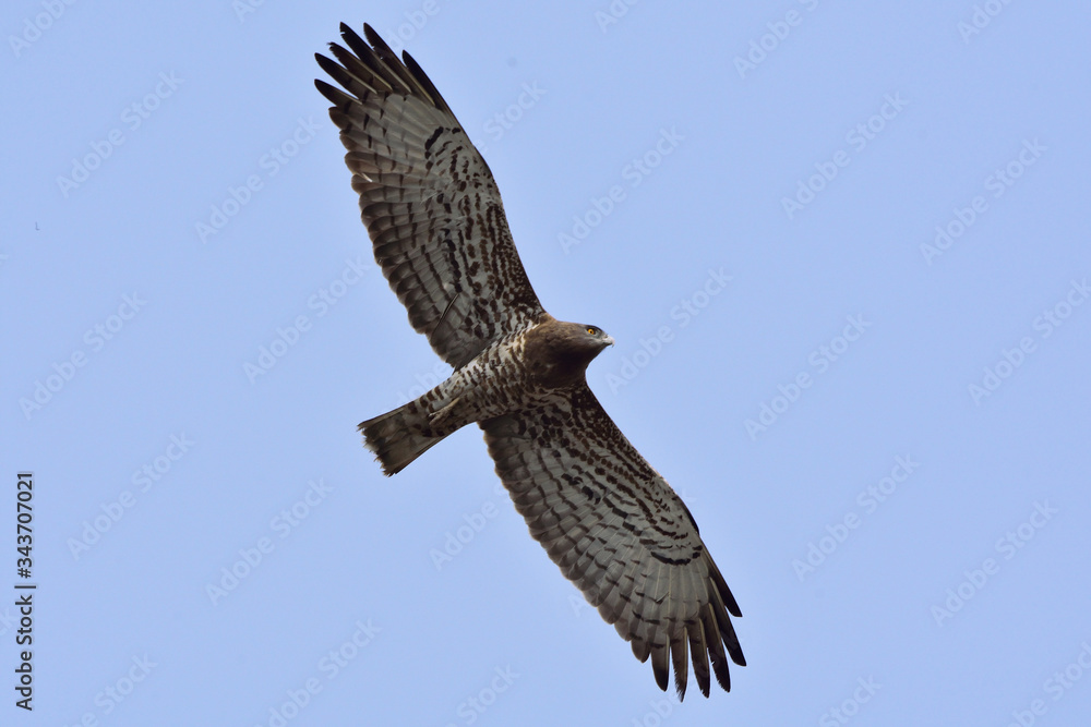 Fototapeta premium short toad snake eagle in flight