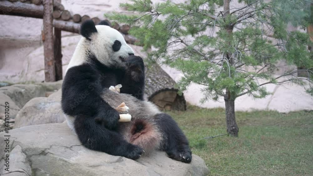 Sitting panda and eating young bamboo shoots Sitting panda and eating young bamboo shoots