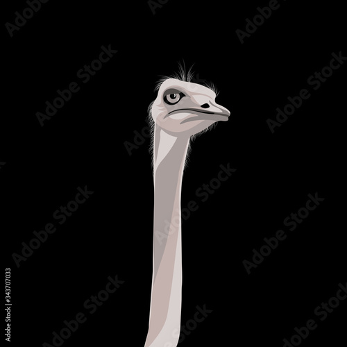 ostrich head. illustration of realistic gray bird. simple design element for black t-shirt, banner, poster, invitation, flyer, placard. vector animal print