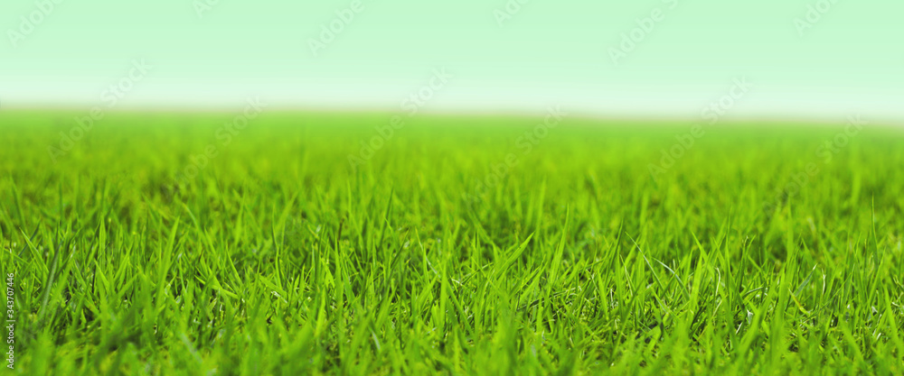 Photo of lawn or grassland. 芝生または草原の写真 Photo of lawn or grassland. 芝生または草原の写真
