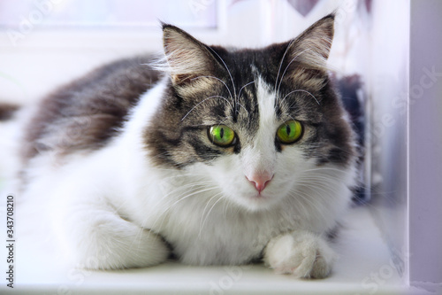 A fluffy gray-white cat sits on a white windowsill. The cat looks pretty sad eyes. White background. Concept of keeping animals at home. Cat close up.
