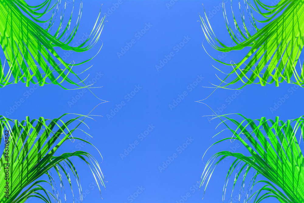 Obraz premium palm tree branches