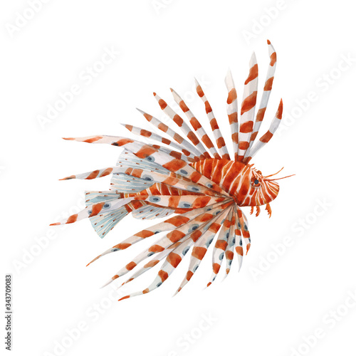Beautiful vector stock illustration with watercolor hand drawn lion fish.