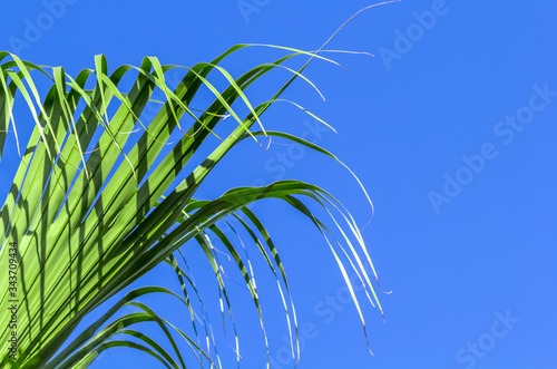 Palme sur fond de ciel bleu  photo