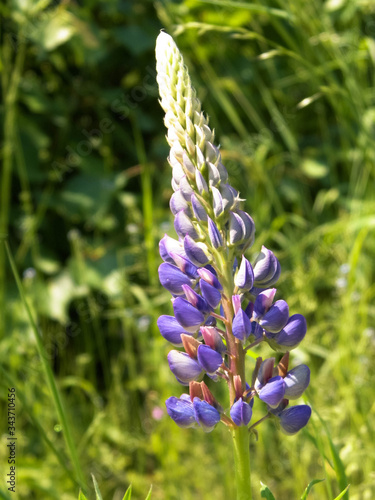 Close up of lupine flower.