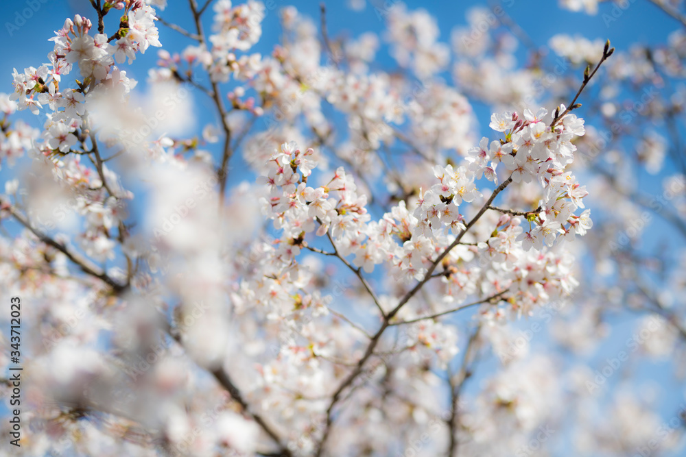 sky with cherry blossom trees sky with cherry blossom trees