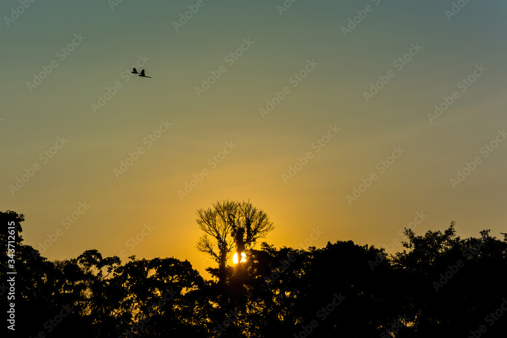 Couple of parrots flying in pair over the Amazon rainforest during sunset in Manu National Park, Peru