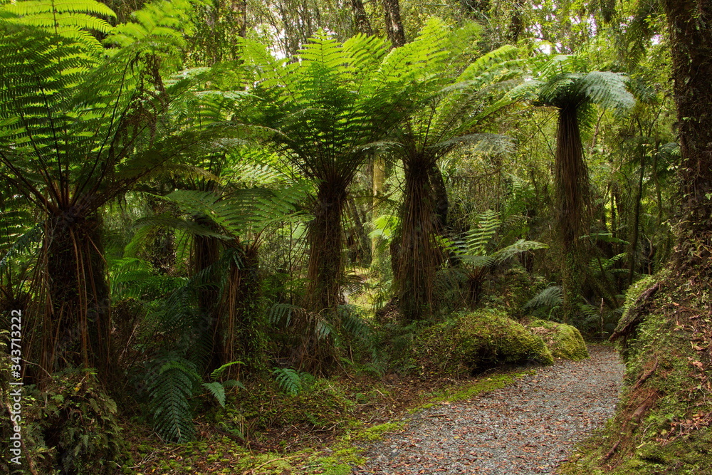 Naklejka premium Fern trees on Monro Beach Walk in Mount Aspiring National Park,West Coast on South Island of New Zealand
