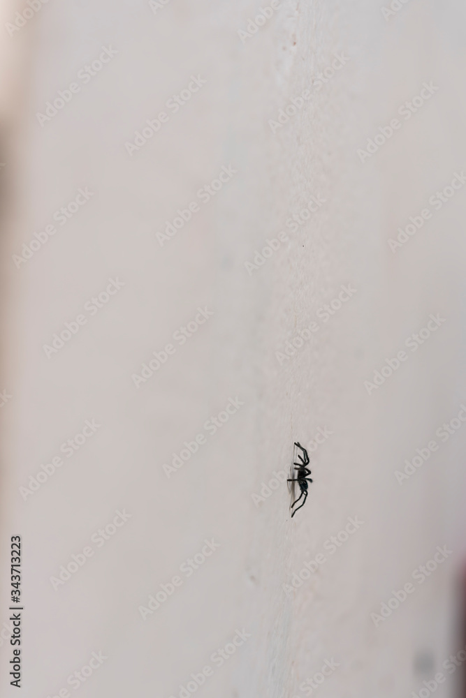 Tarantulas are the largest spiders in the lycoside family (Lycosidae), especially members of the Lycosa genus such as Lycosa tarantula Tarantulas are the largest spiders in the lycoside family (Lycosidae), especially members of the Lycosa genus such as Lycosa tarantula