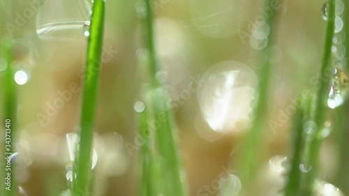 Wallpaper Mural Fresh green grass with dew drops clips, dew drops on green grass footage, rain drops on green grass video. Сloseup rotation Torontodigital.ca