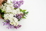 Lilac flowers in pot on white background. Top view, flat lay, copy space