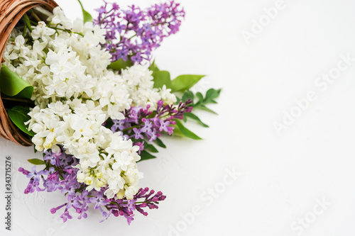 Lilac flowers in pot on white background. Top view  flat lay  copy space