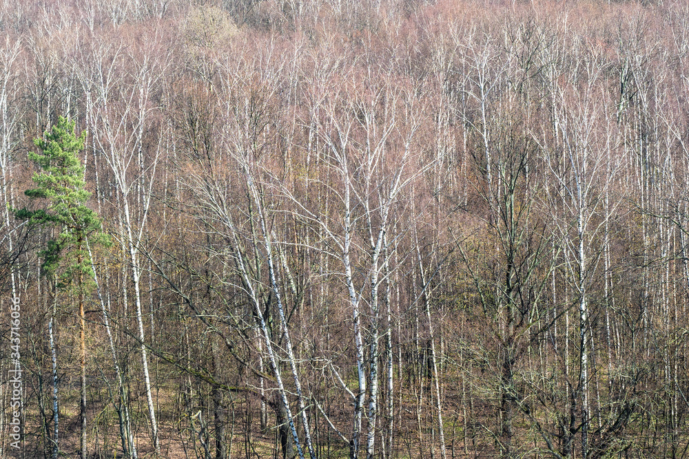 natural backgroud - aerial view of trees in forest in early spring natural backgroud - aerial view of trees in forest in early spring