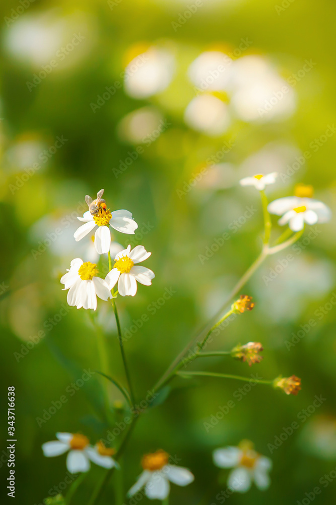 Honey bee pollinating on daisy flower. Honey bee pollinating on daisy flower.