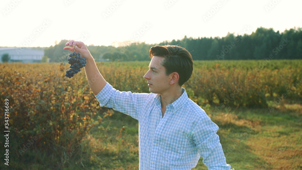 Man testing ripening of grapes. Side view of young man in shirt holding bunch of grapes and exploring its quality in nature