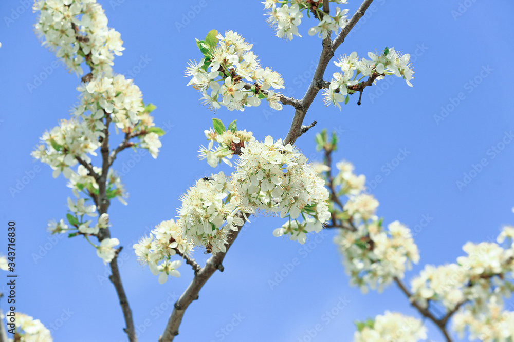 Beautiful blossoming tree branches outdoors on spring day Beautiful blossoming tree branches outdoors on spring day