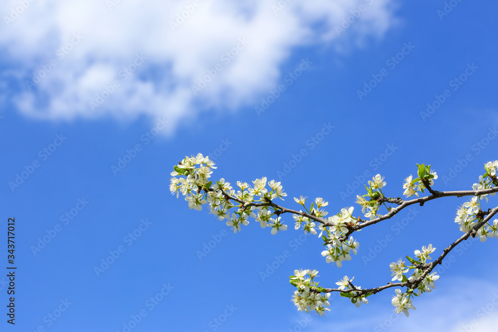 Beautiful blossoming tree branches outdoors on spring day Beautiful blossoming tree branches outdoors on spring day