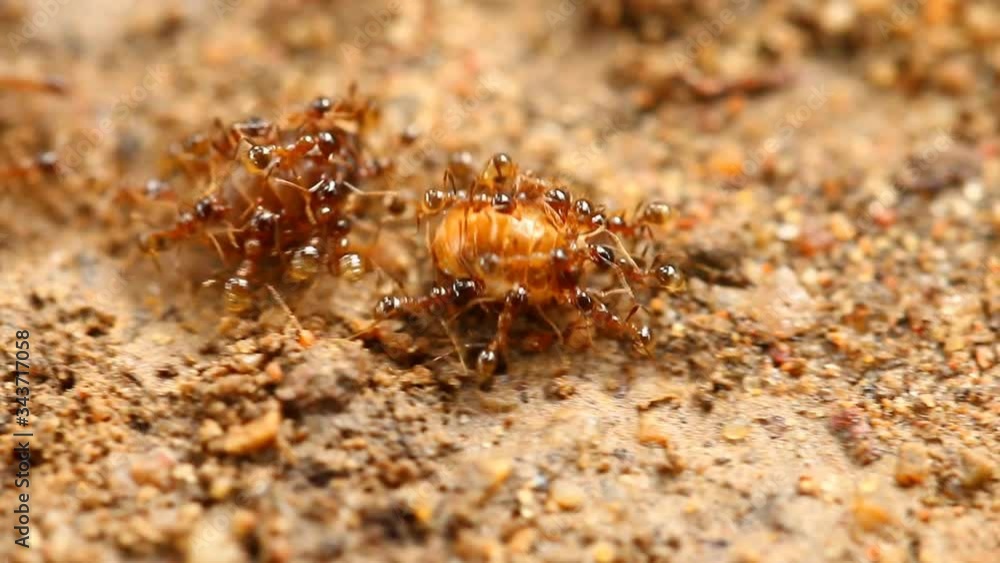 Ants carrying pray on their path , out door Chiangmai Thailand Ants carrying pray on their path , out door Chiangmai Thailand