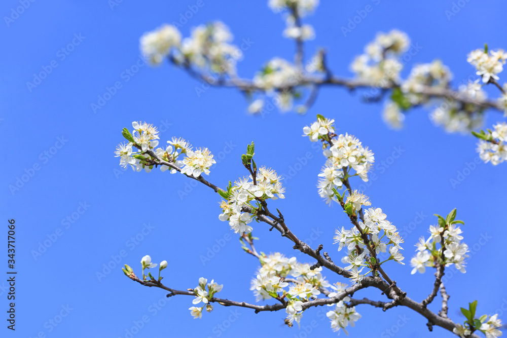 Beautiful blossoming tree branches outdoors on spring day Beautiful blossoming tree branches outdoors on spring day