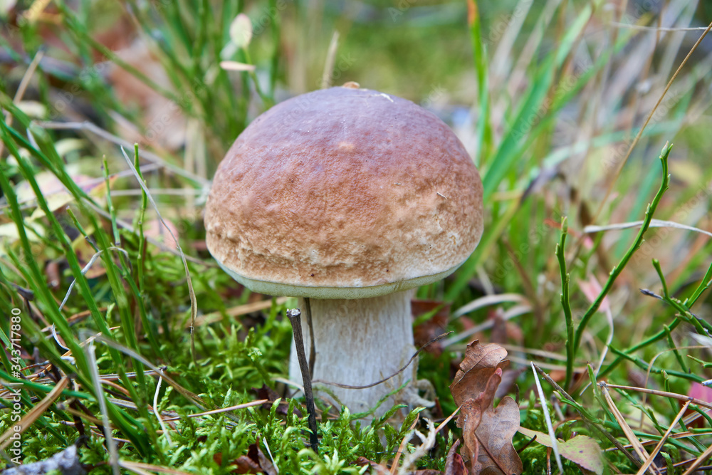 Boletus edulis in the grass,young porcino mushroom grows in the forest on the glade Boletus edulis in the grass,young porcino mushroom grows in the forest on the glade