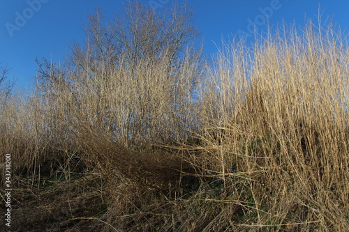 dry grass on the slope