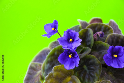 flower garden plant flora fresh, viplet with blue purple flowers on green pot background photo