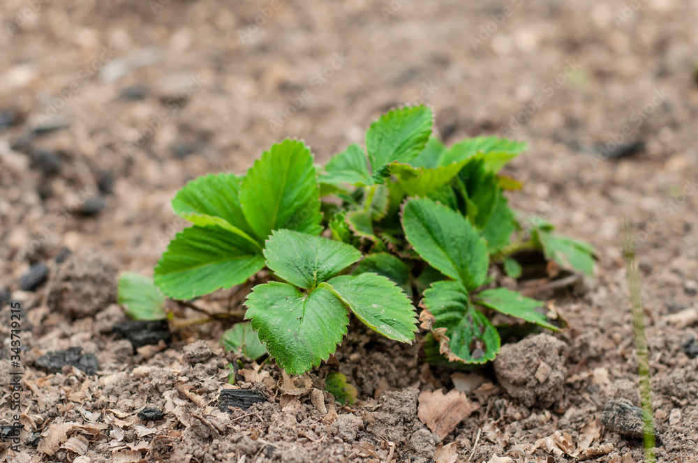 Growing strawberries at home on a home garden. Growing strawberries at home on a home garden.