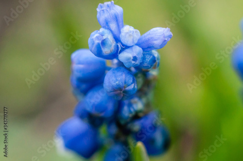 Beautiful delicate muscari flower of blue closeup, macro shot.