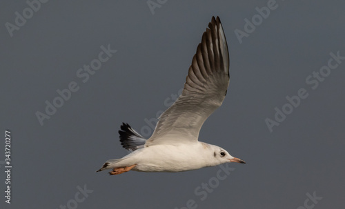 Juvenile Black-headed gull (Chroicocephalus ridibundus) in flight