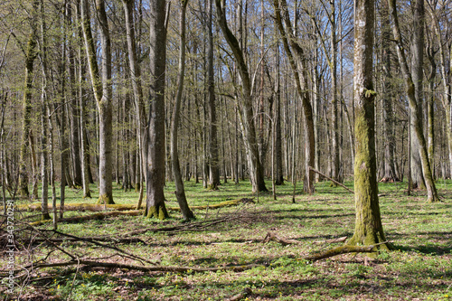 Fototapeta Naklejka Na Ścianę i Meble -  Linden tree deciduous forest in spring