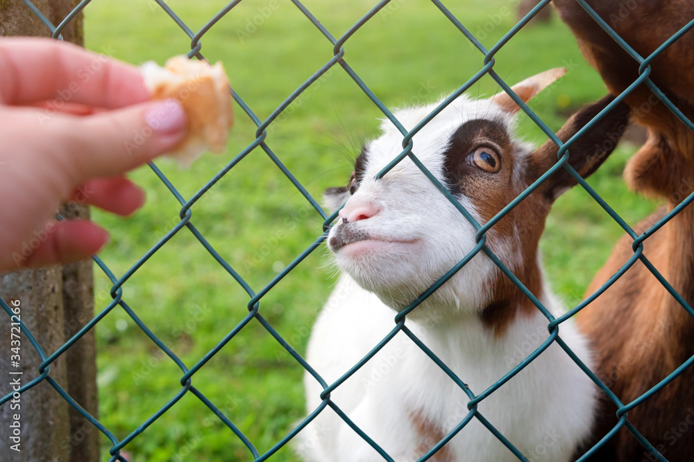 Fototapeta premium Hungry goat eating bread from hand. Animal feeding on the farm, feeding time at the petting zoo. Farm and farming concept, village weekend. Farm animals.
