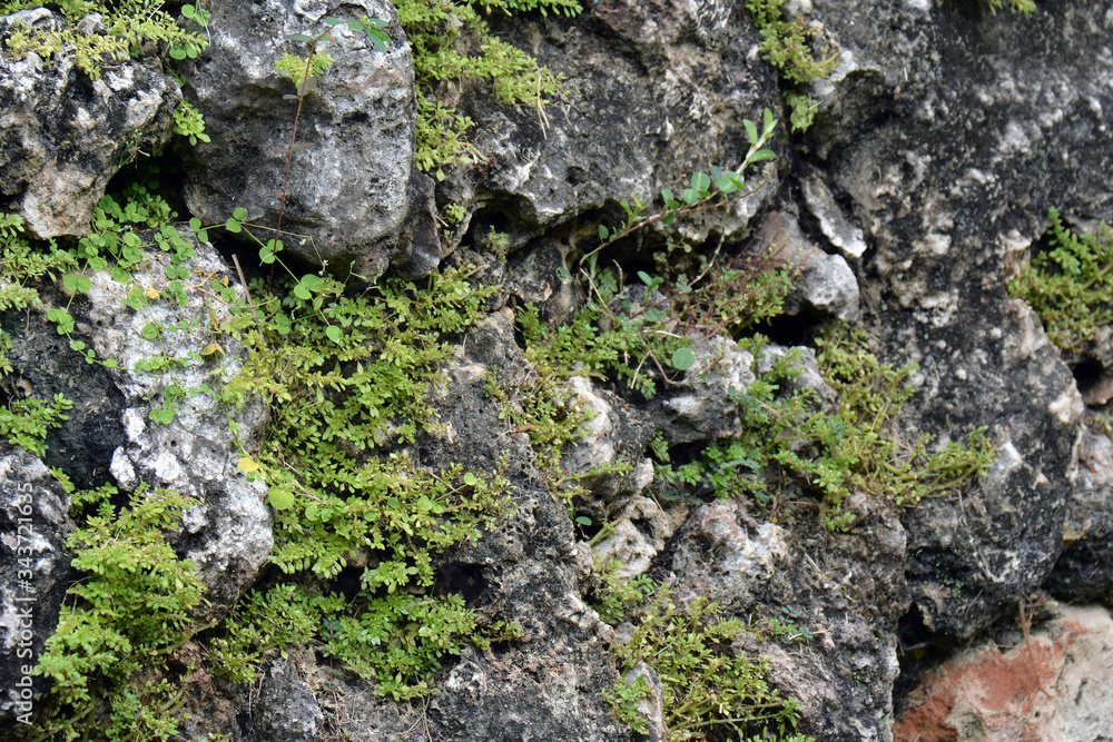 gray granite wall with small rocks, grass and moss