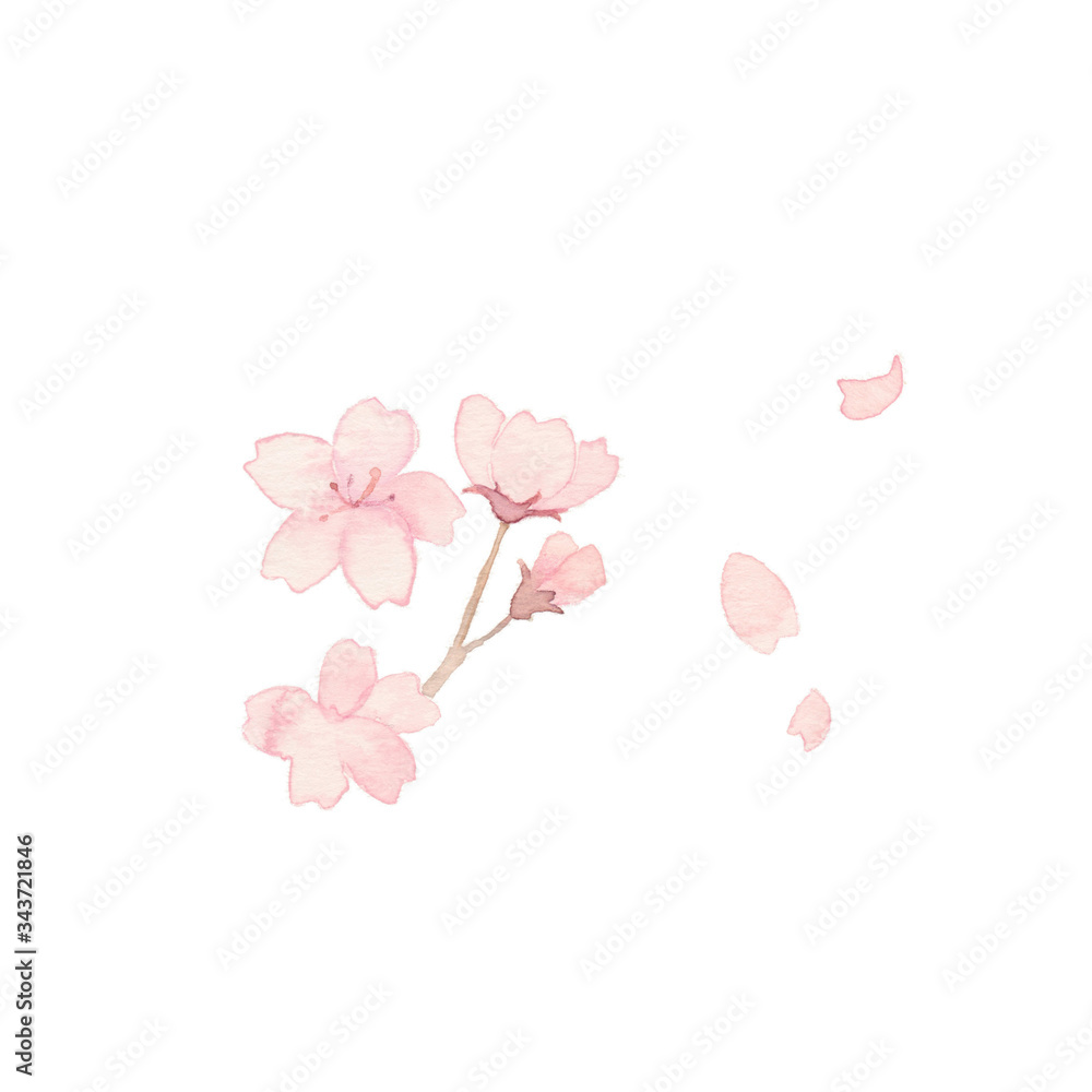 桜と花びら、素材