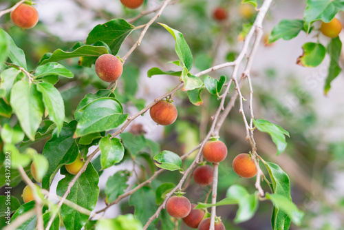 Dovyalis hebecarpa, with common names Ceylon gooseberry, ketembilla, and kitambilla, is a plant in the genus Dovyalis, native to Sri Lanka and southern India photo