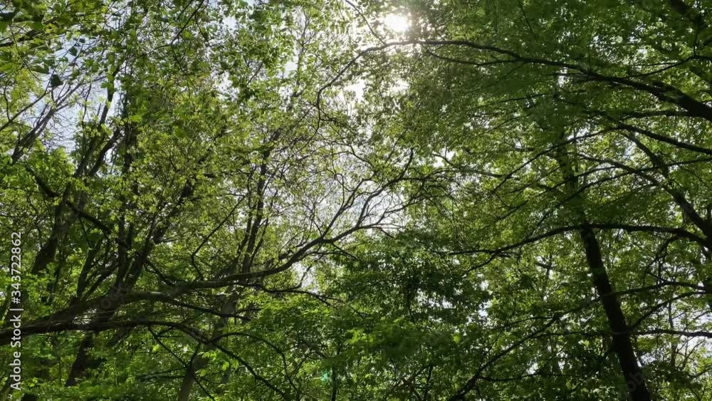 Slowly panning across a forest at sunrise on a summers day with light flickering through the branches in the forest near Dobogókő, Hungary Slowly panning across a forest at sunrise on a summers day with light flickering through the branches in the forest near Dobogókő, Hungary