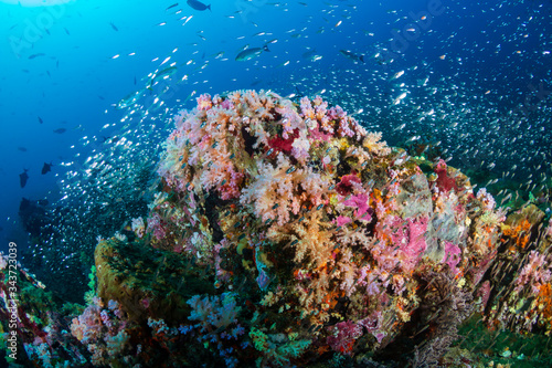 Beautiful hard and soft corals surrounded by tropical fish on a colorful  healthy tropical reef in Thailand