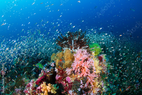 Beautiful hard and soft corals surrounded by tropical fish on a colorful  healthy tropical reef in Thailand