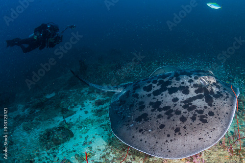 Huge Marble Stingray underwater with a background SCUBA diver on a deep  tropical coral reef