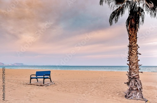 bench and palm tree on the beach of urvanova photo