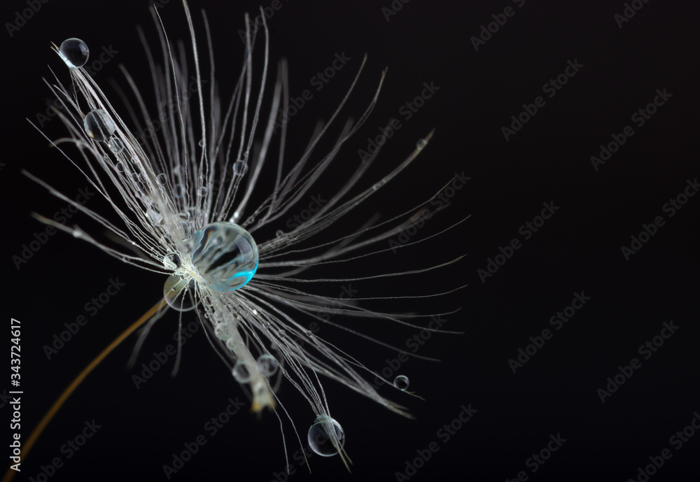 Naklejka premium Dandelion flower seed with dew drops close up.