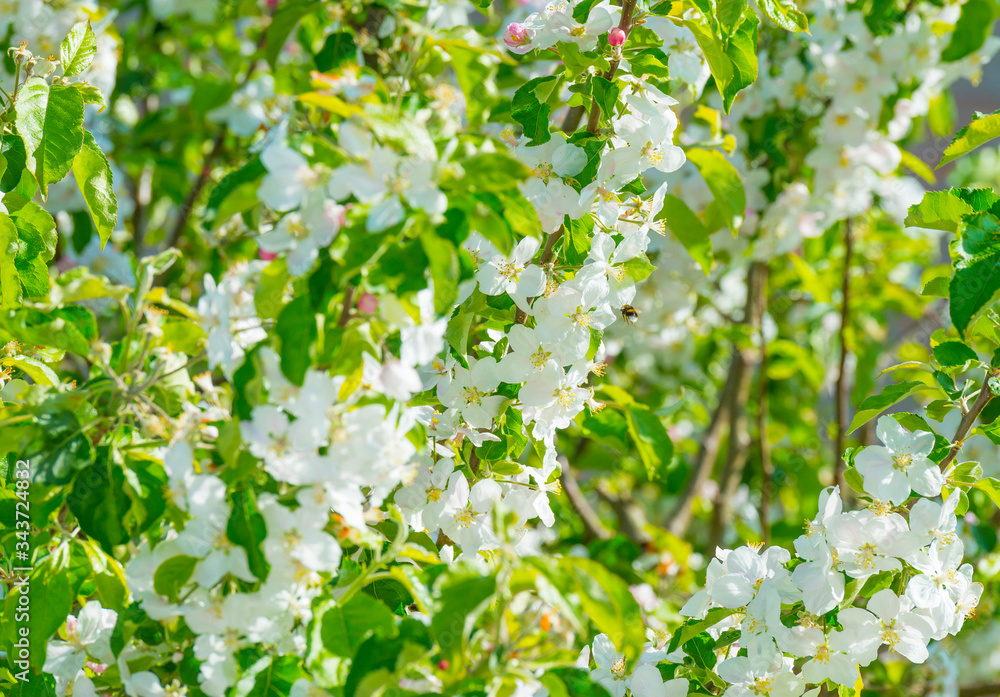 Bumblebee searching for nectar in a blossoming apple tree in sunlight in spring Bumblebee searching for nectar in a blossoming apple tree in sunlight in spring