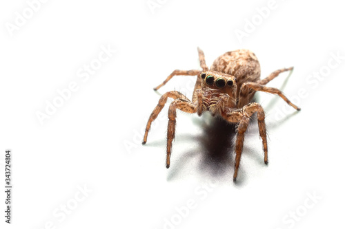 Close up of the Jumping spiders on a white background in the house. Front view of The Salticidae on steel with green eyes. Home spider are looking at camera.