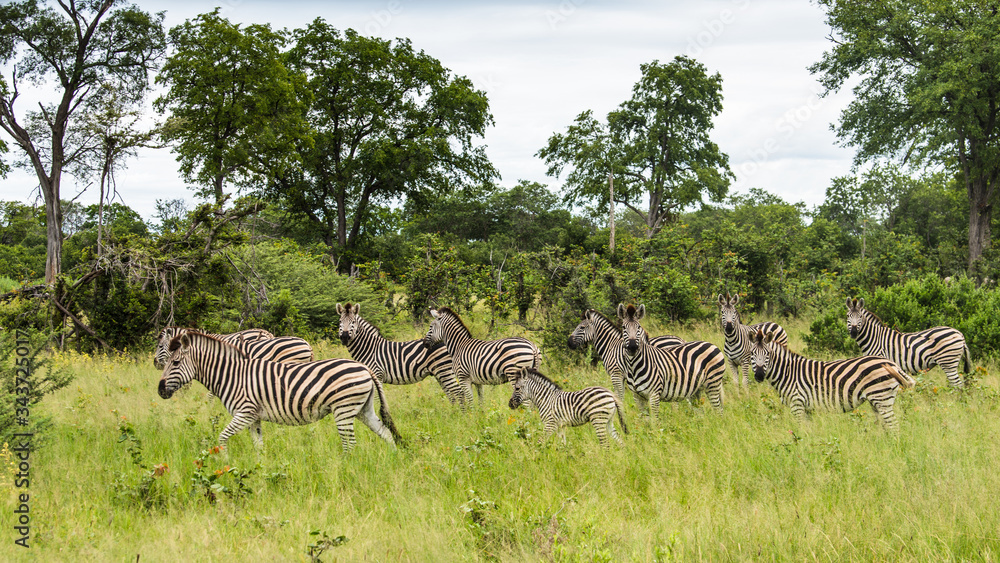 Naklejka premium A herd of zebras grazing in the African savanna of Botswana.