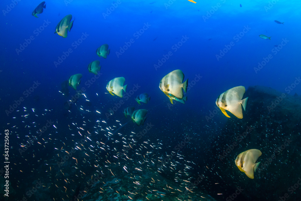 Underwater image of a school of Longfin Batfish (Spadefish) in a clear, blue, tropical ocean