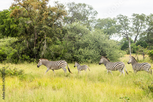A herd of zebras grazing in the African savanna of Botswana.