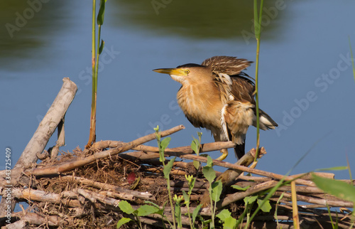 Ixobrychus minutus, Little Bittern. Female bird sits by the water, fluffed feathers