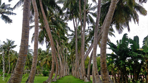 Palm Alley in the Maldives. The gracefully curved trunks of palm trees form a beautiful alley  covered with bright green grass.