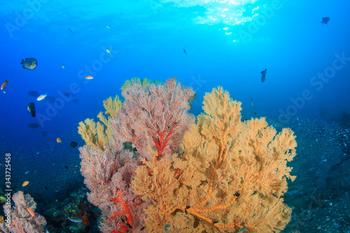 Beautiful multi-colored, fragile sea fans on a healthy tropical coral reef in Asia