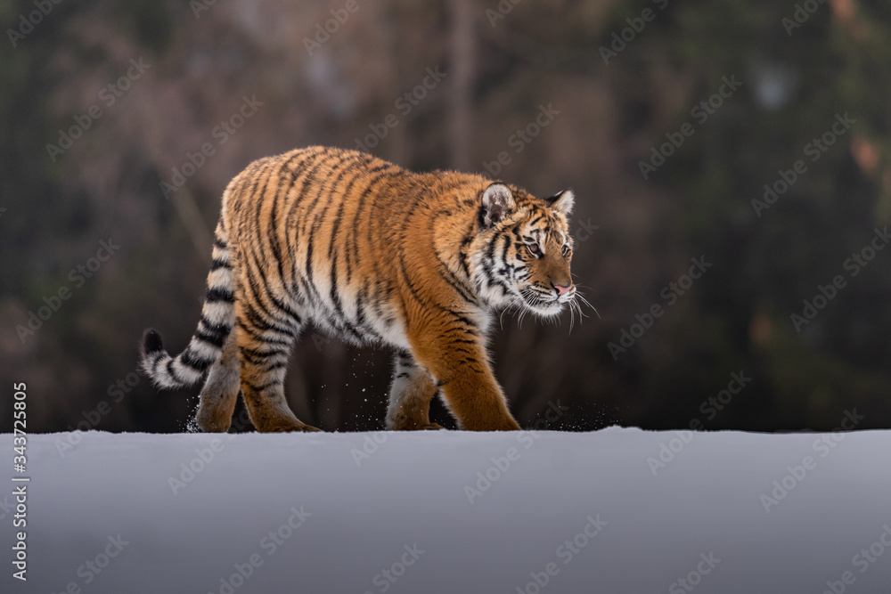Obraz premium Siberian Tiger running in snow. Beautiful, dynamic and powerful photo of this majestic animal. Set in environment typical for this amazing animal. Birches and meadows